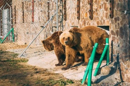 Великий притулок для ведмедів