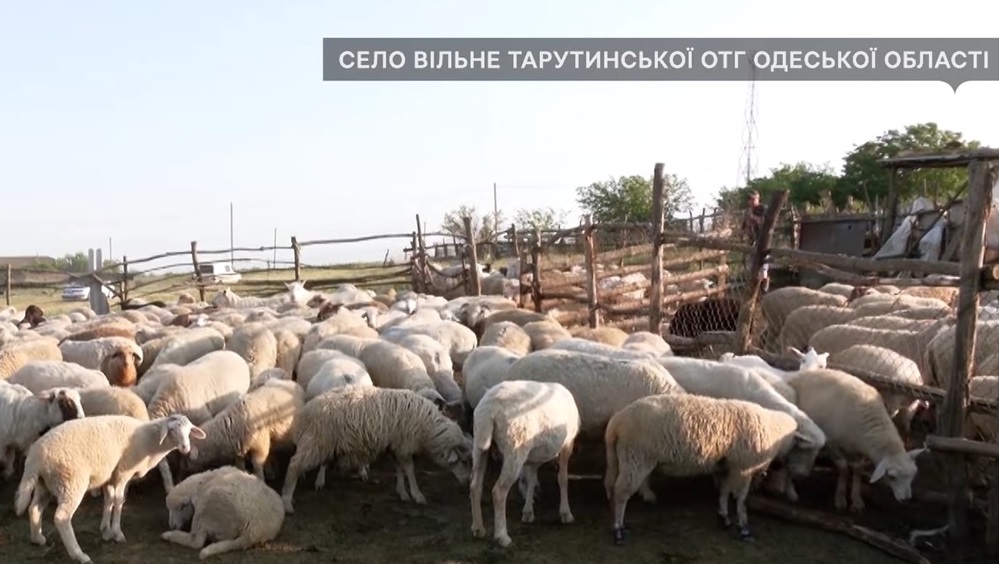 Вівці у загорожі