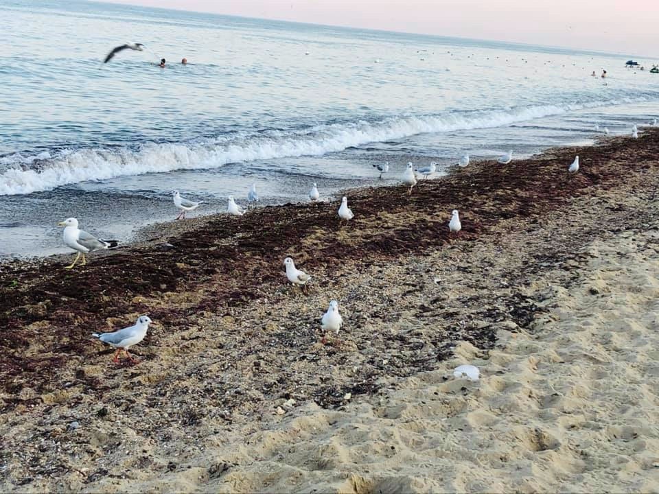 Дикі пляжі Грибівки