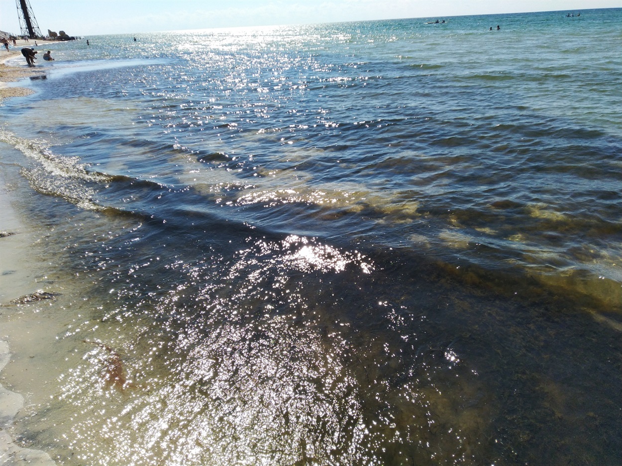 На береговой линии практически всегда много водорослей