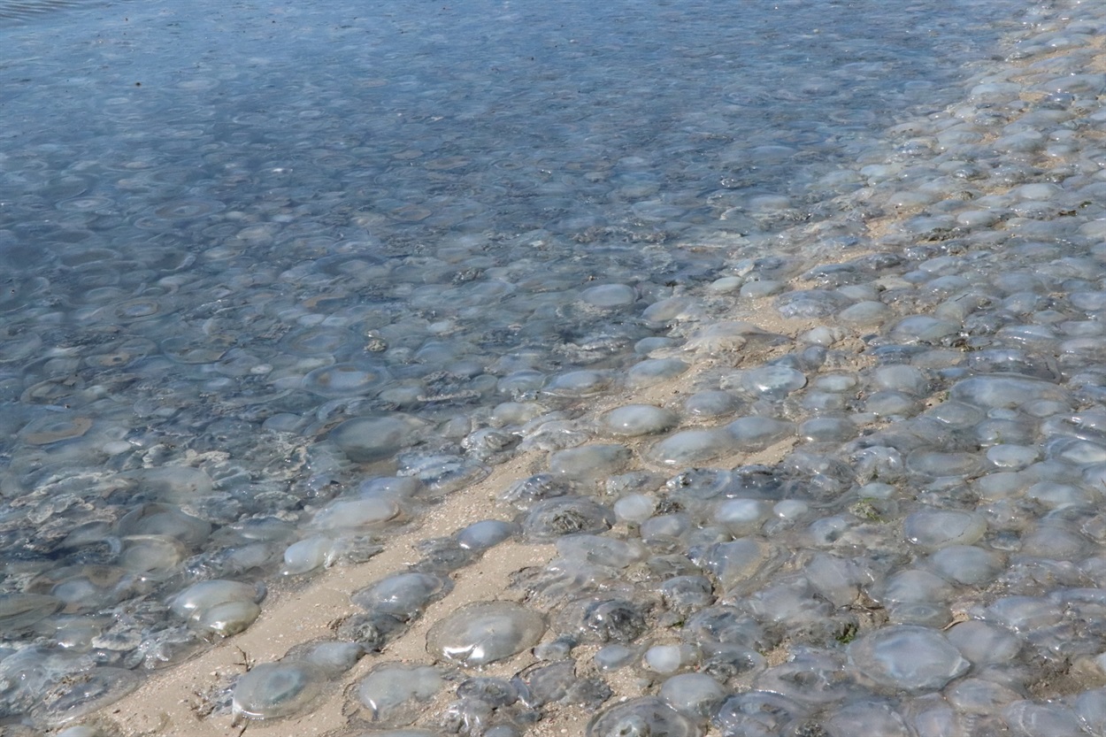 Така велка кількість медуз рівнозначна "цвітінню води" і відбувається через забруднення та фертилізацію земель