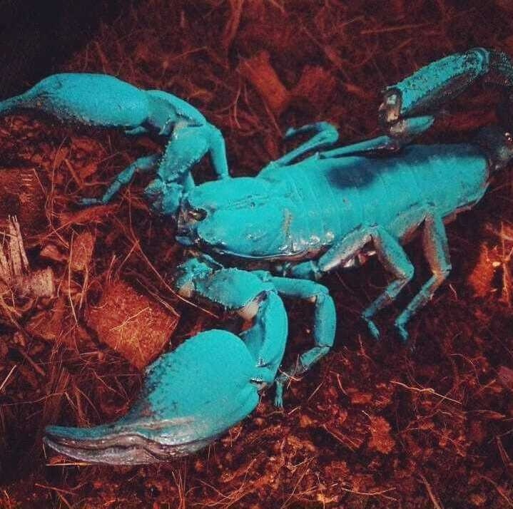 Скорпион