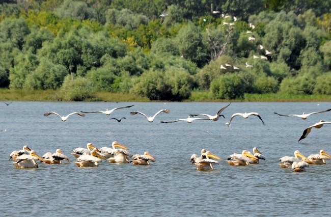 рожеві пелікани птахи Малий Татару