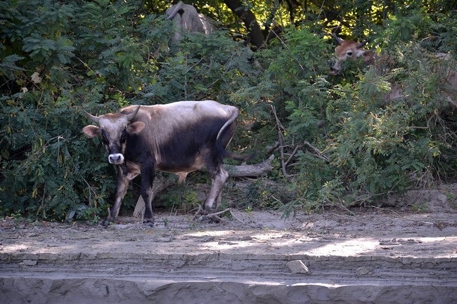 корова острів Малий Татару
