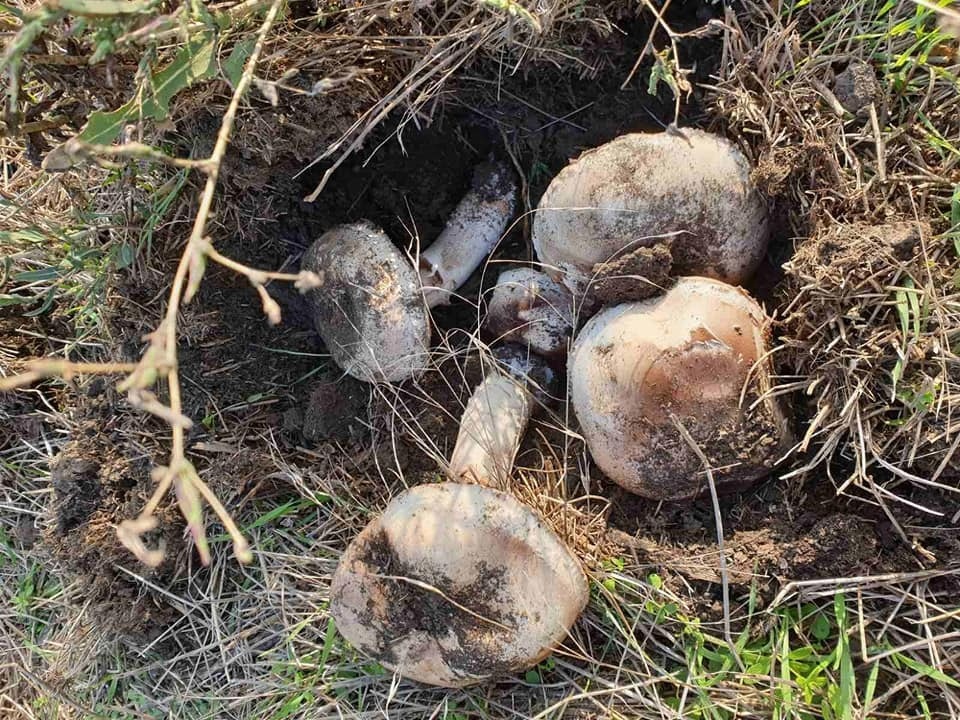 шампіньйони