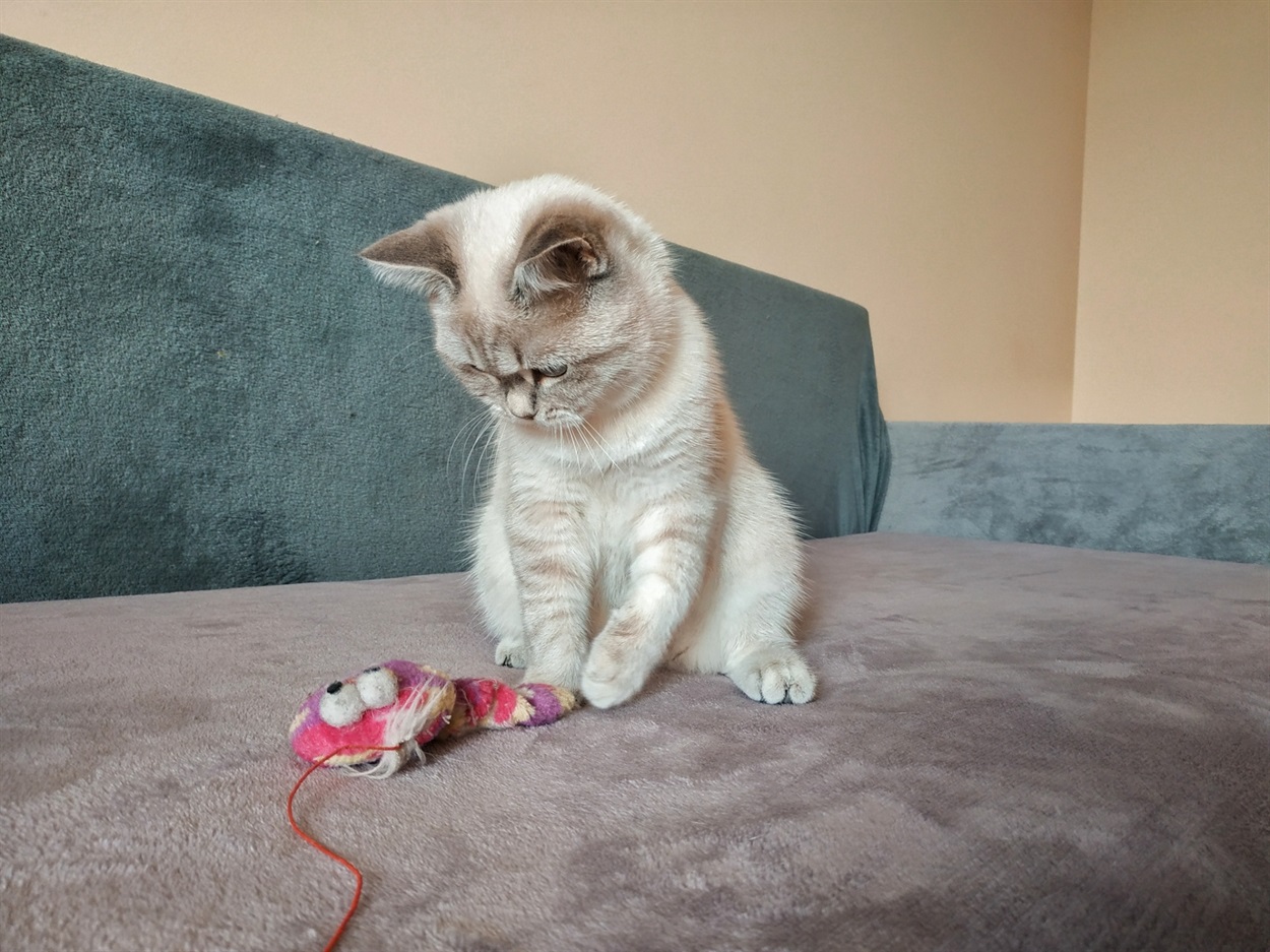іграшка для кота