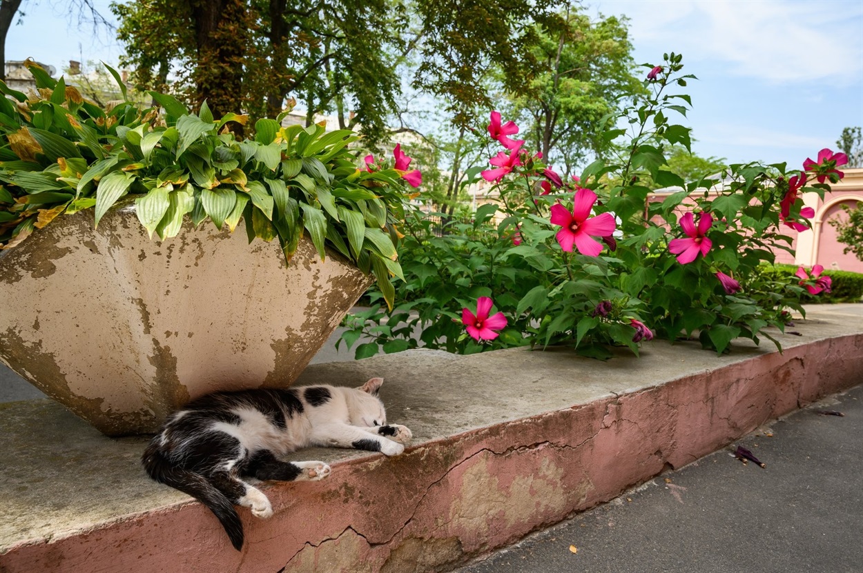 кот