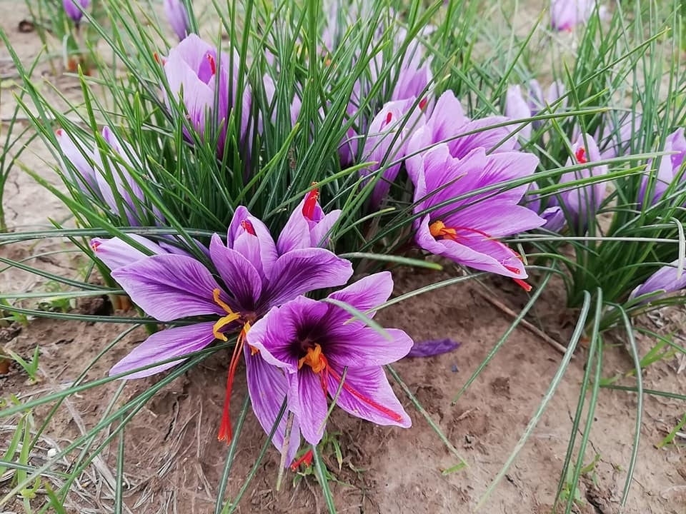 крокус Sativus 