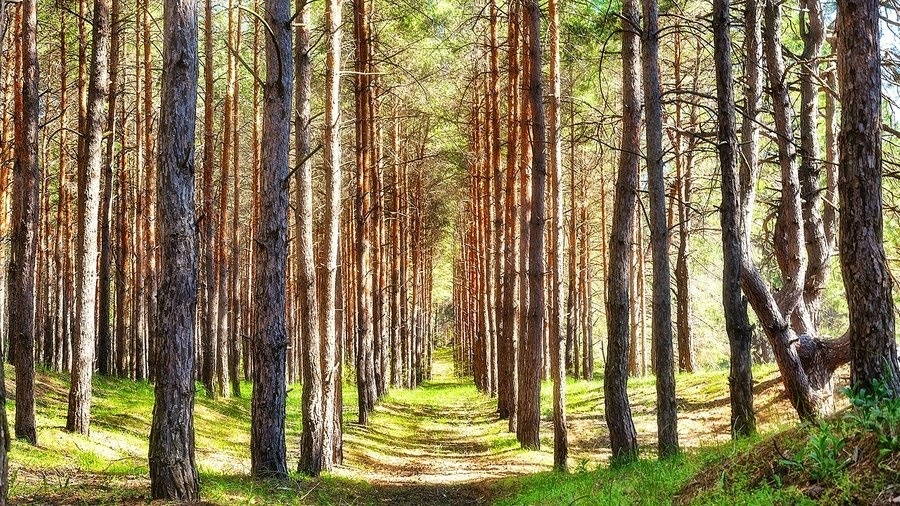ліс