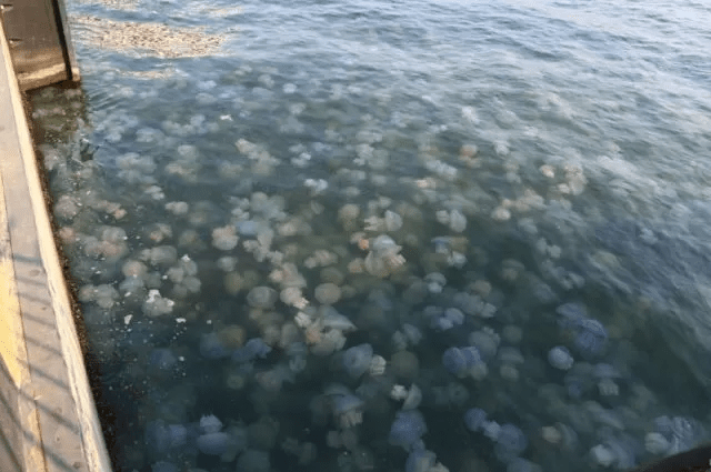 вода кишить медузами