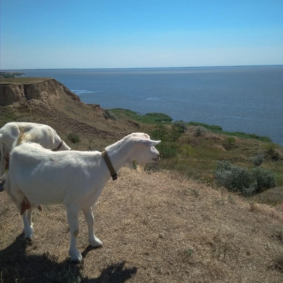 коза