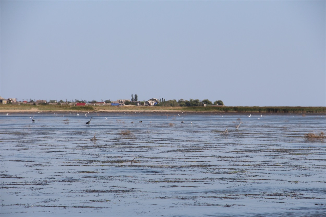 птахи