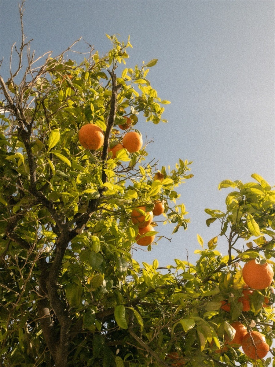 помаранчевий