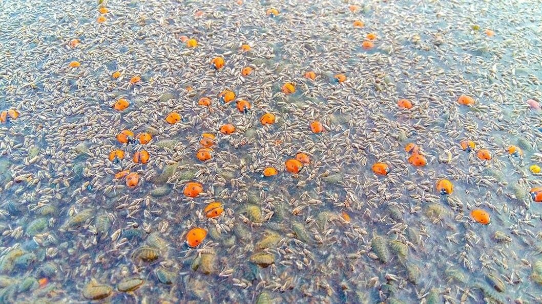 божьи коровки