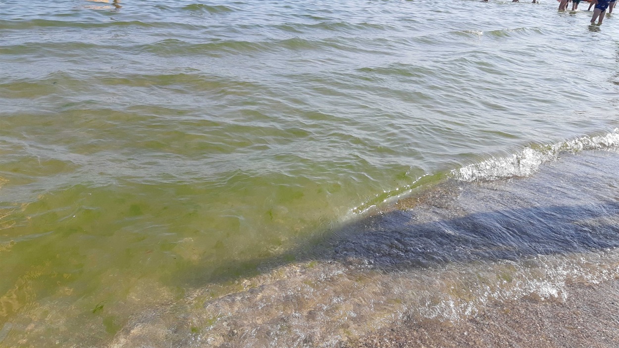 море позеленело