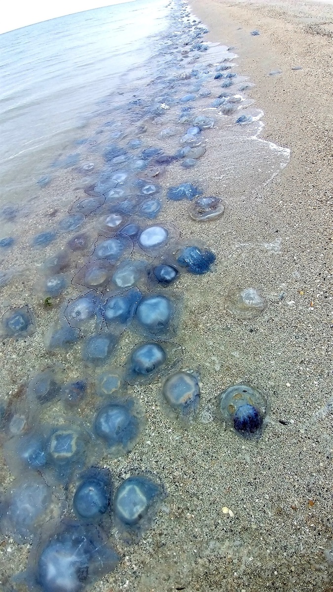 море