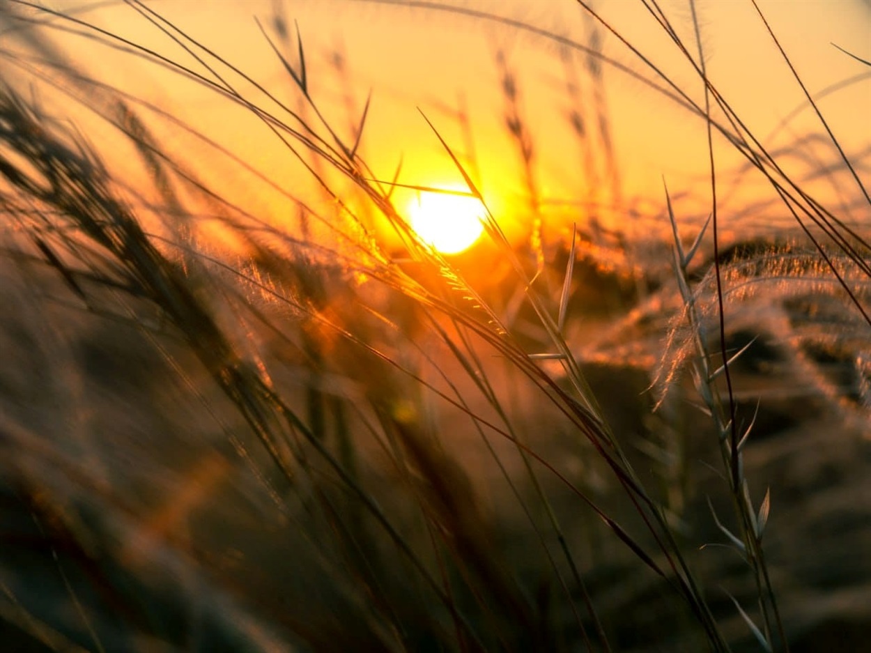 природа Приінгульський ландшафтний парк