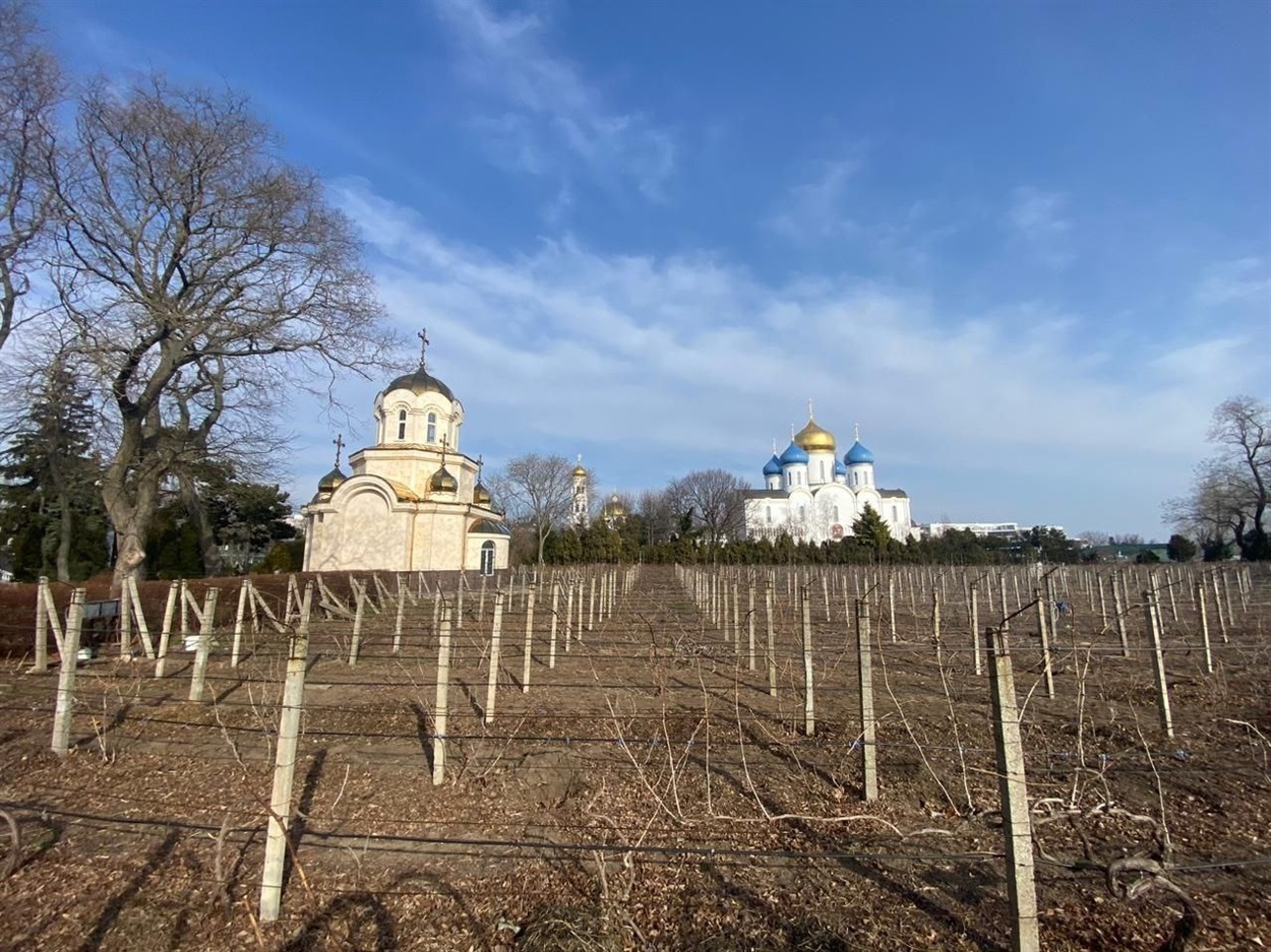 Нова виноградна лоза