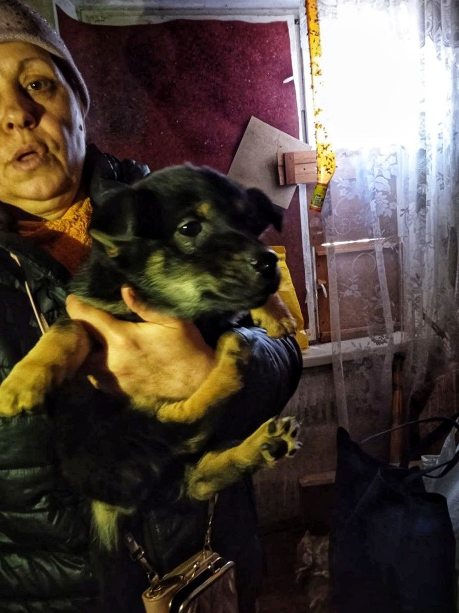 Олена в своїй квартирі приїистила щонайменше десяток собак  