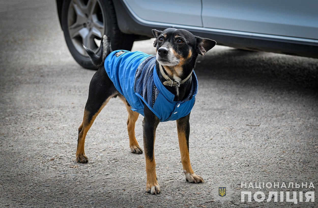Врятований песик у Запоріжжі