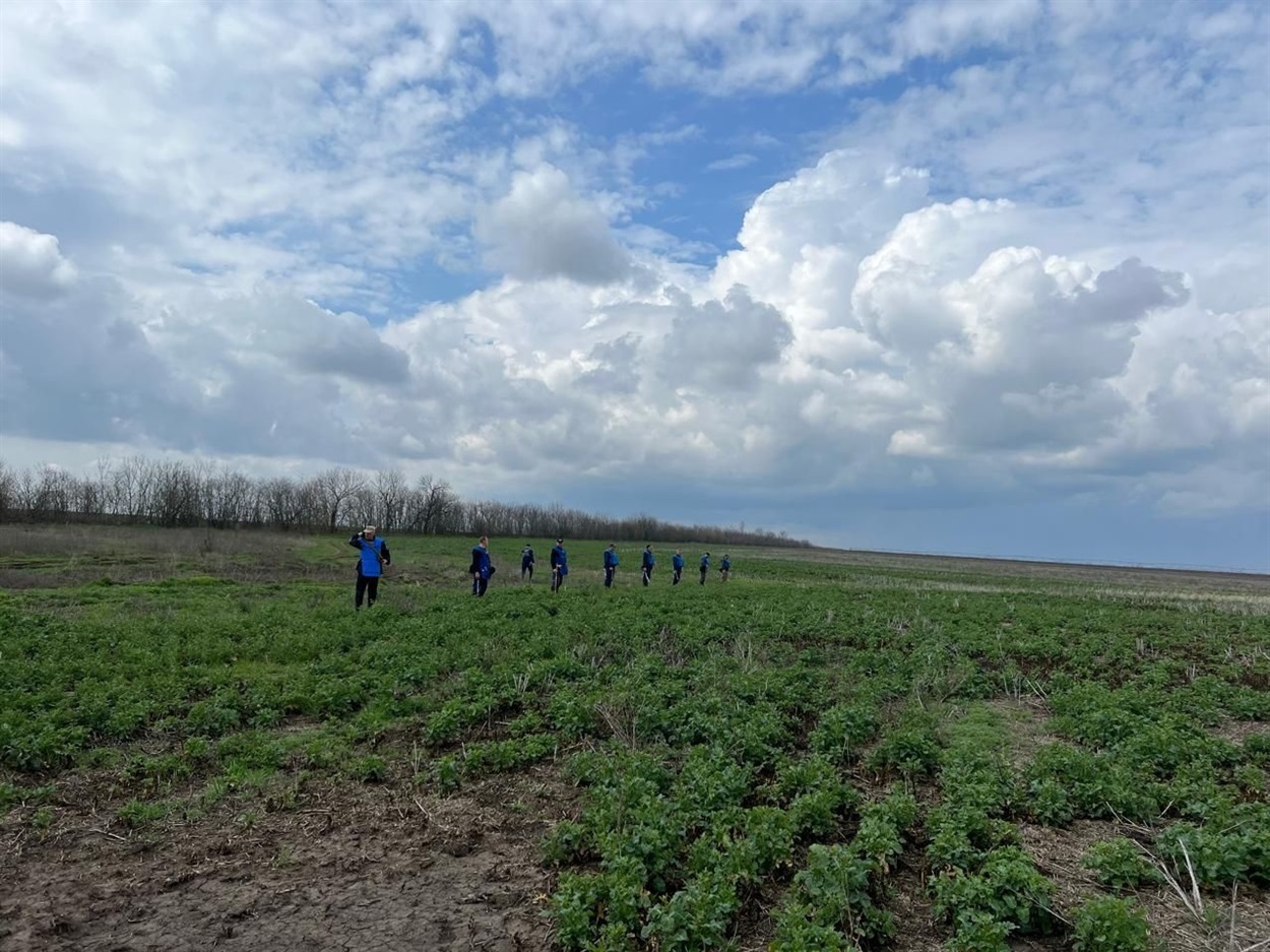 Розмінування полів