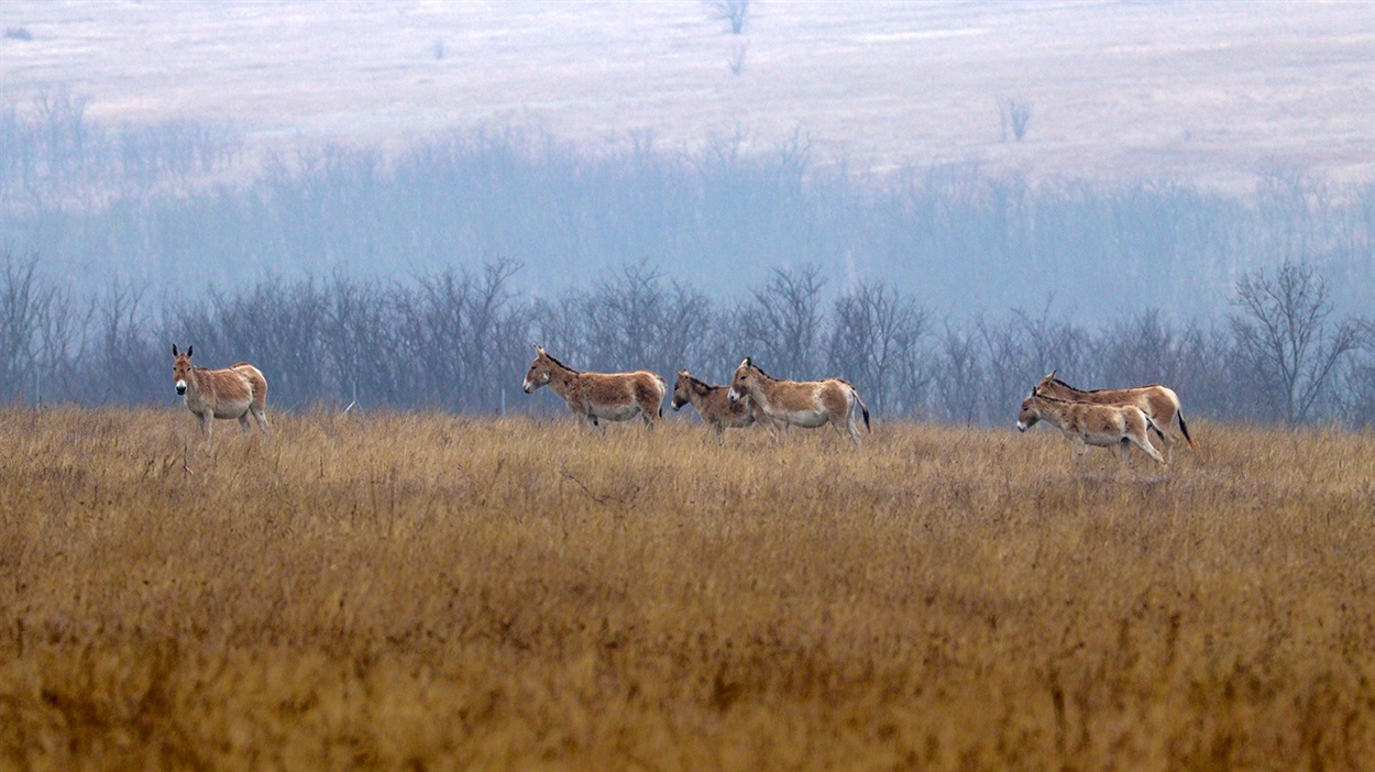 Дикі кулани
