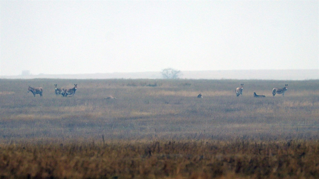 Дикі кулани