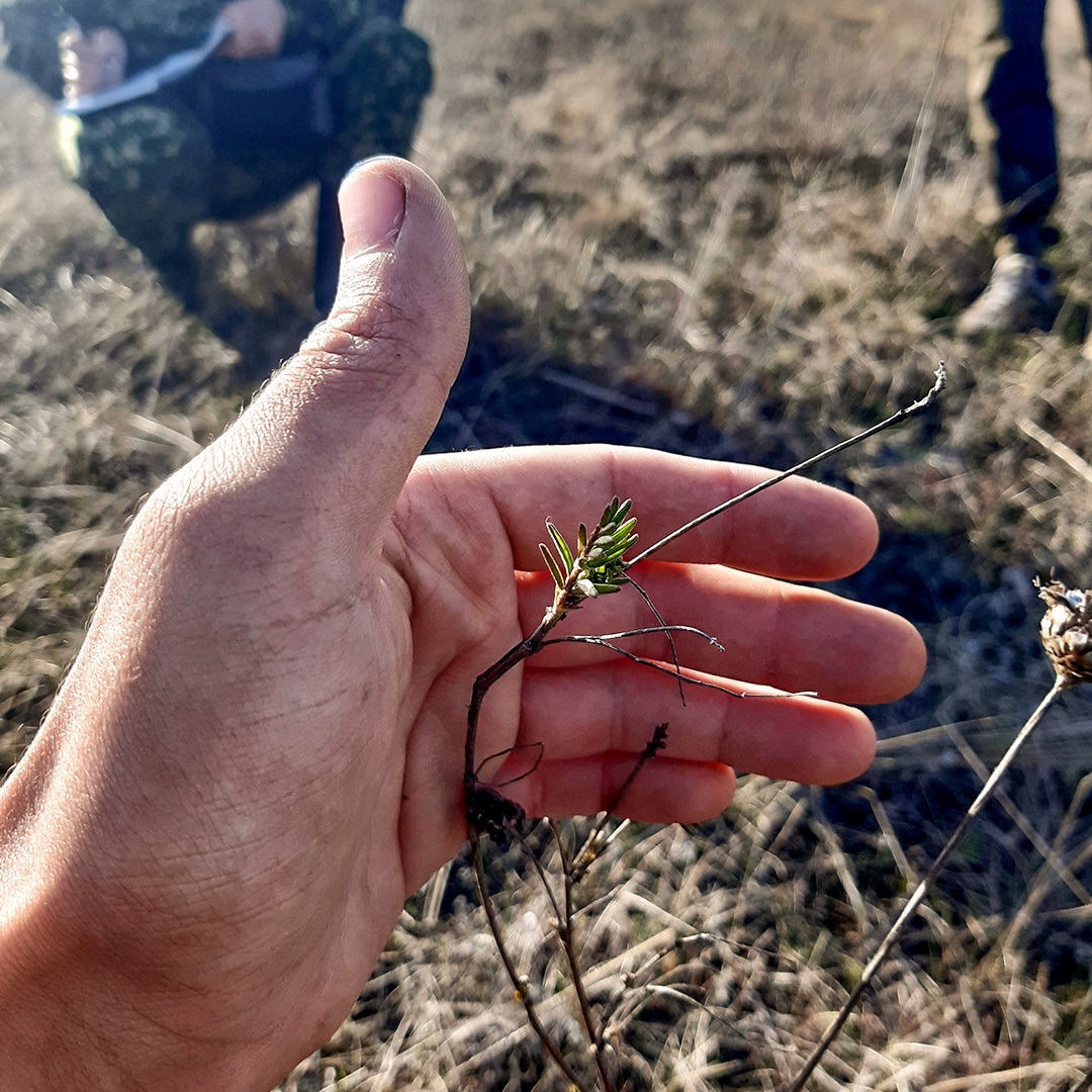 Обстеження рослин степів