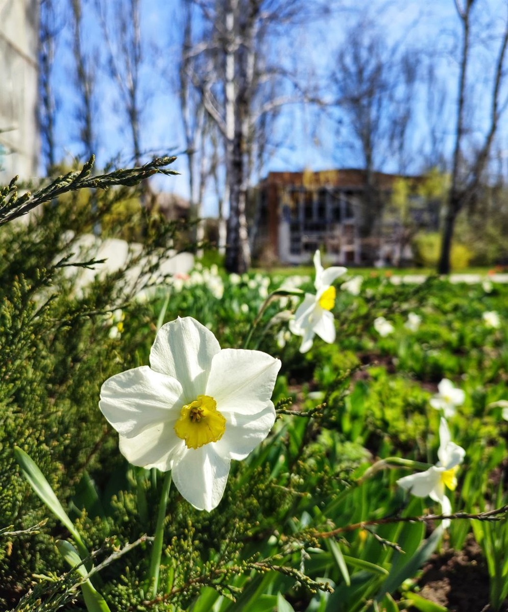Нарциси на клумбах в центрі Оріхова