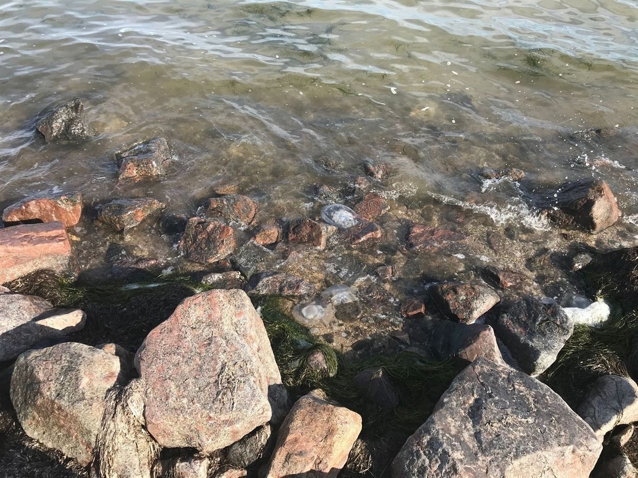 Властивості морської води
