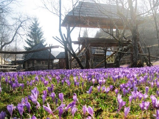 Долина крокусів