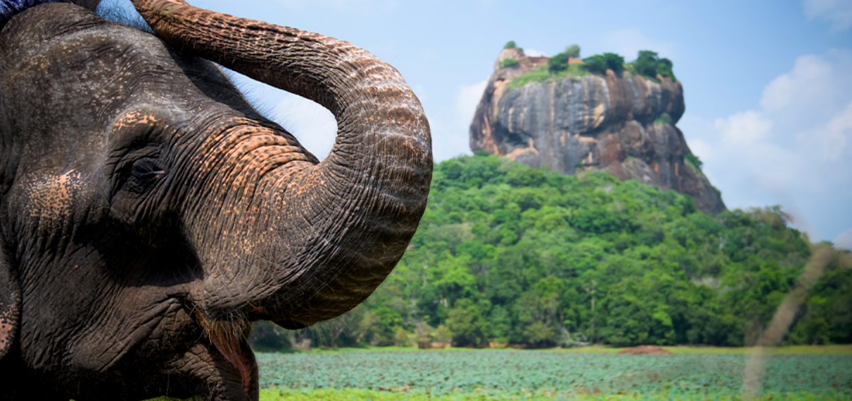 Слони на Шрі-Ланці
