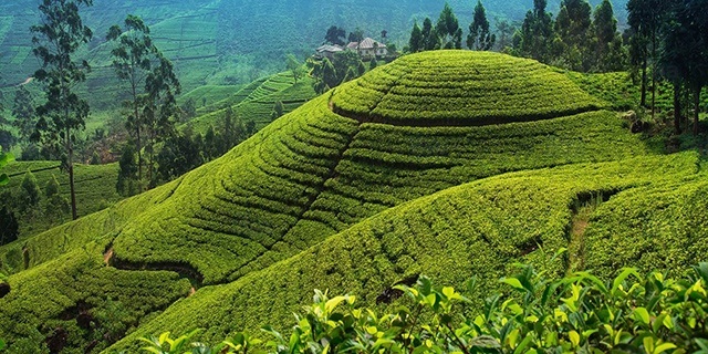 Чайні плантації на Шрі-Ланці