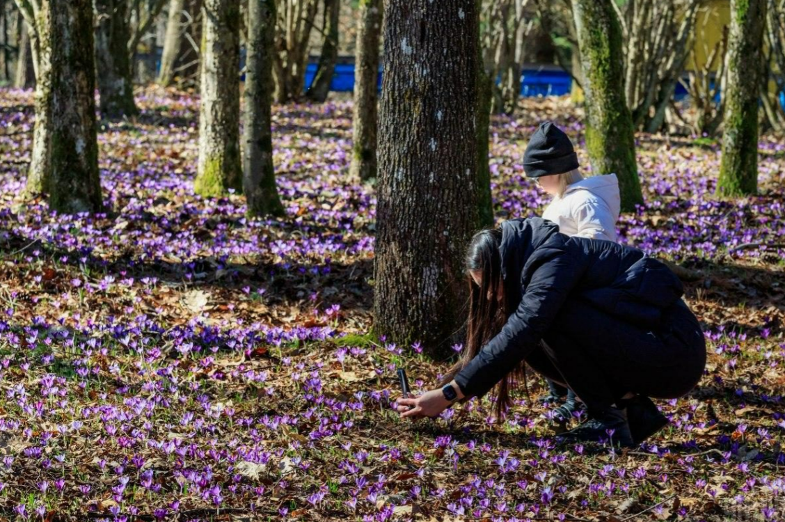 Цвітіння крокусів, дендропарк "Березинка", 2026 рік