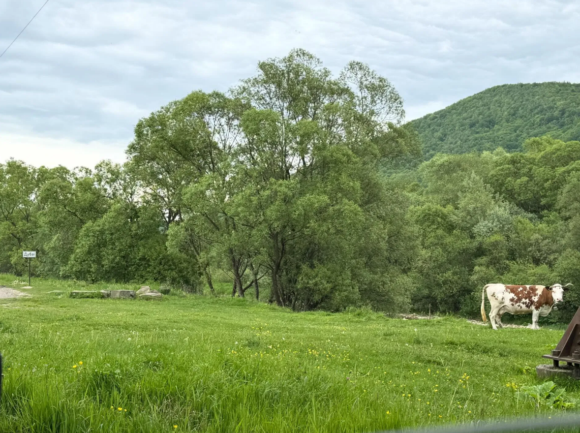 Корова у Дубаї