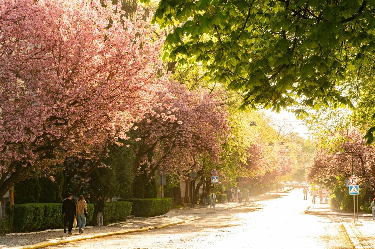 Сакури в Ужгороді