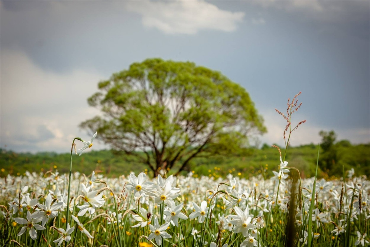 Долина нарцисів