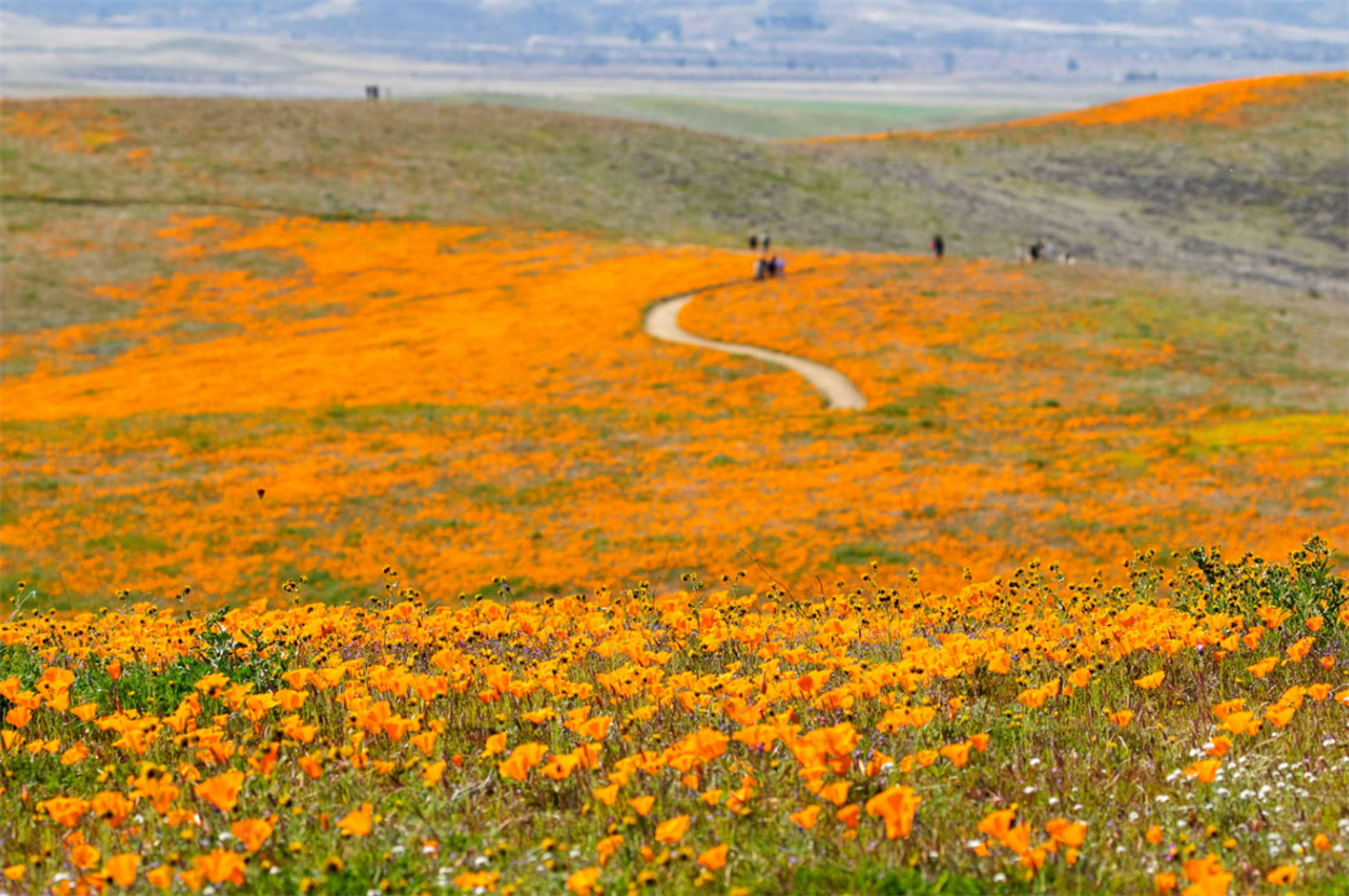 Долина маків