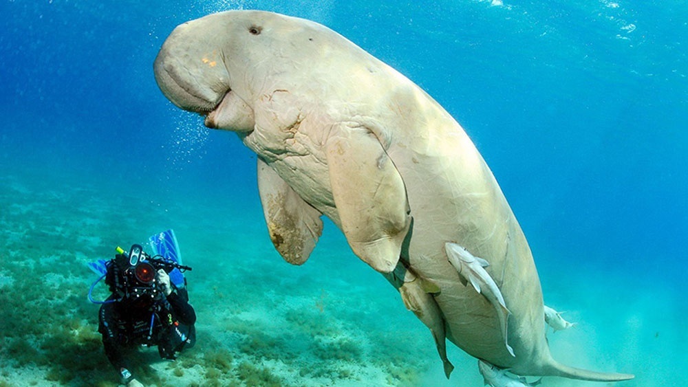 Дюгонь або морська корова