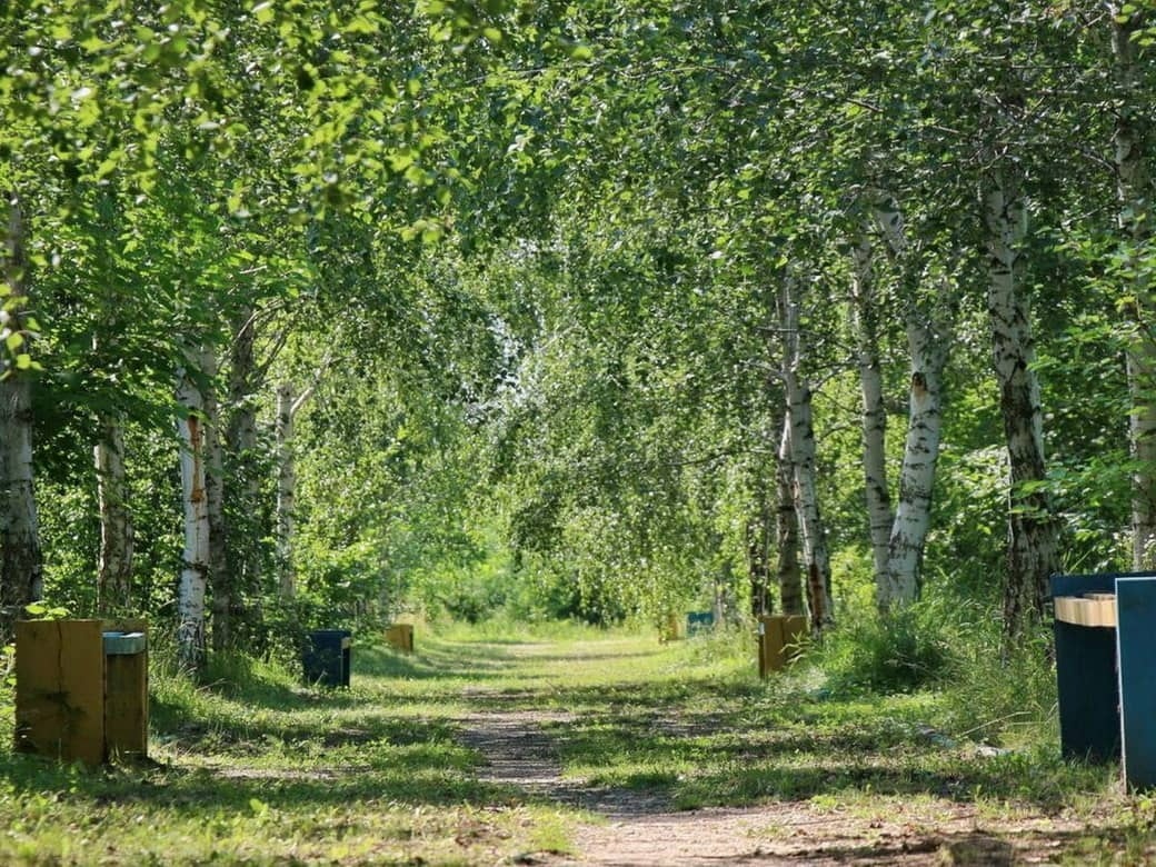 Савранський ліс