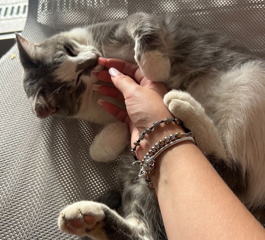 Коти на Майорці